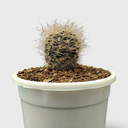 Neoporteria Senilis Cactus – Rare Cactus for Unique Spaces