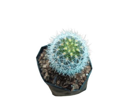 Neoporteria Senilis Cactus: Rare Cactus for Unique Spaces - My Store