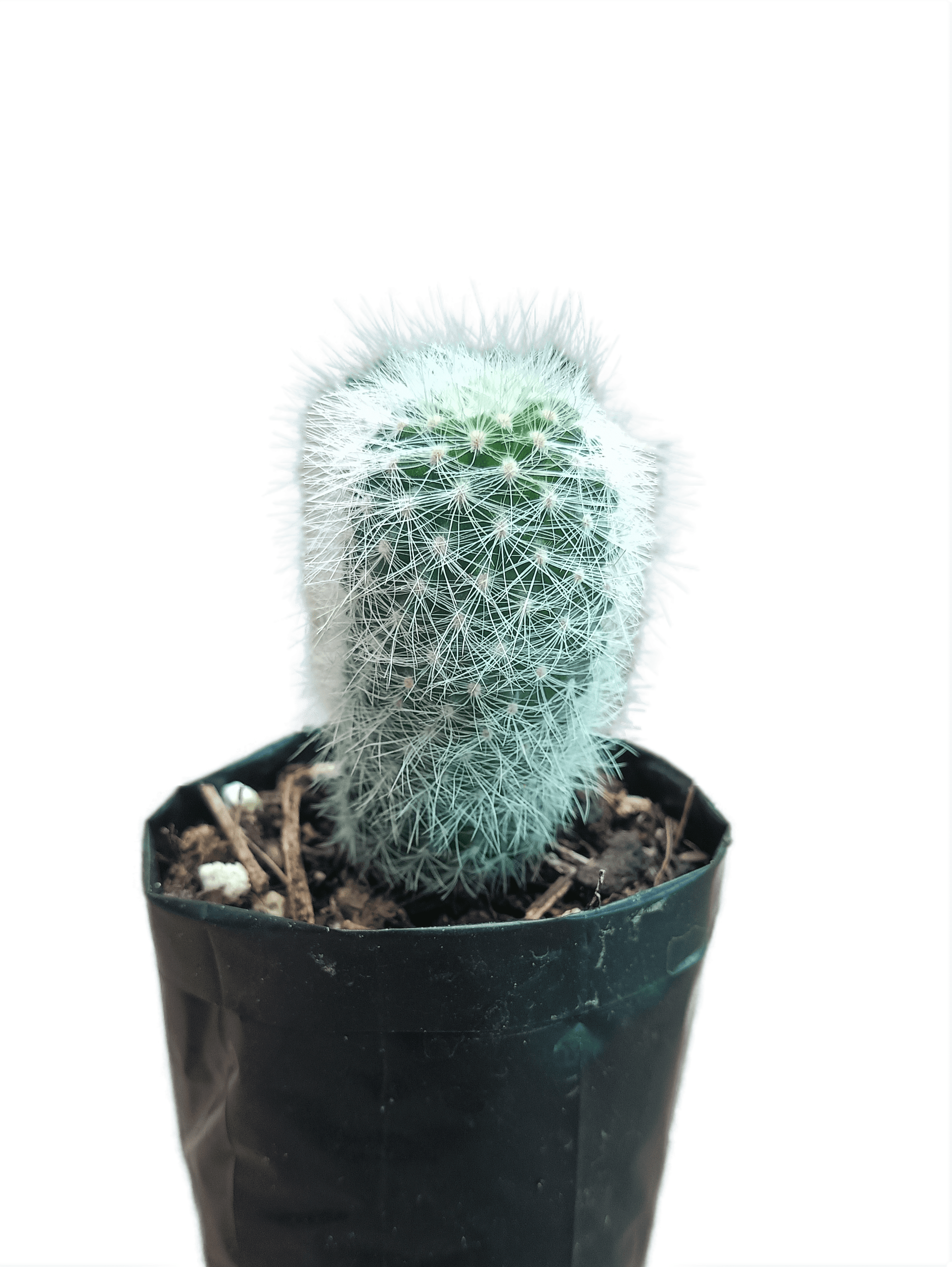 Neoporteria Senilis Cactus: Rare Cactus for Unique Spaces - My Store