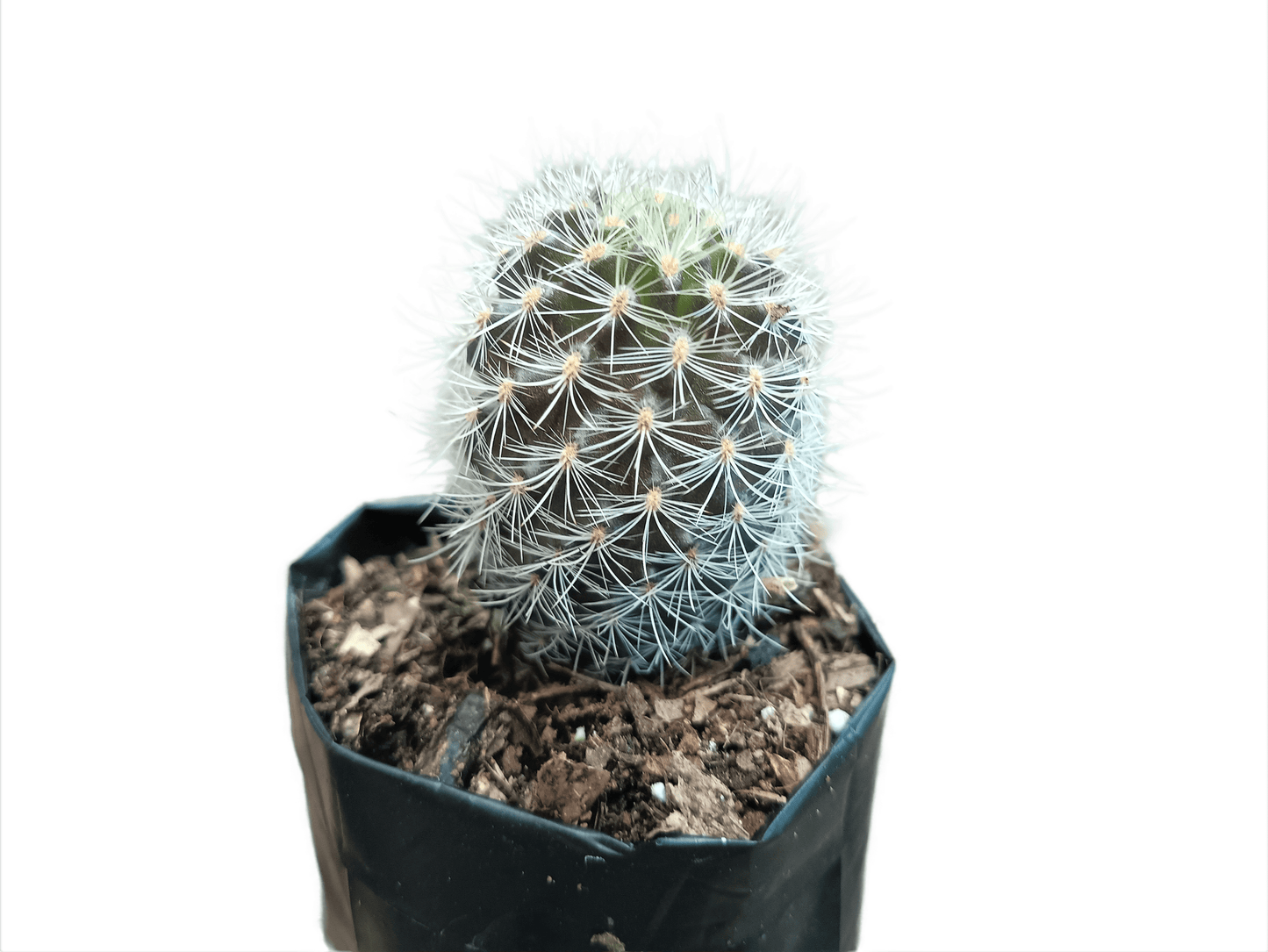 Neoporteria Senilis Cactus: Rare Cactus for Unique Spaces - My Store