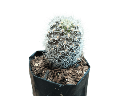 Neoporteria Senilis Cactus: Rare Cactus for Unique Spaces - My Store