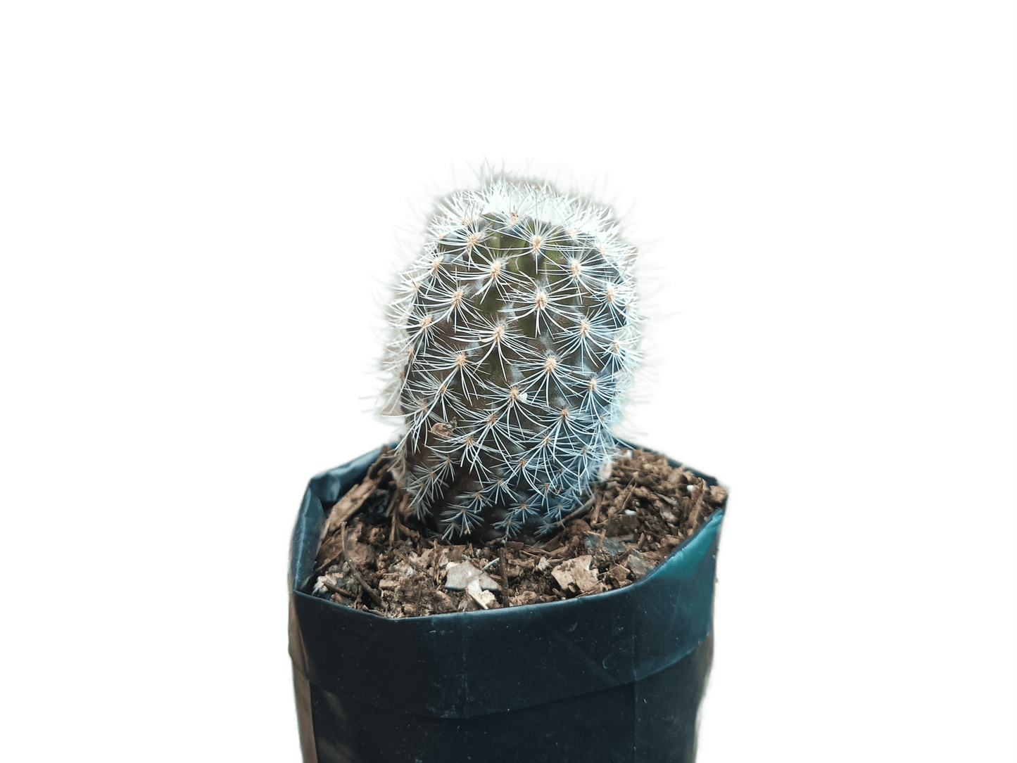 Neoporteria Senilis Cactus: Rare Cactus for Unique Spaces - My Store