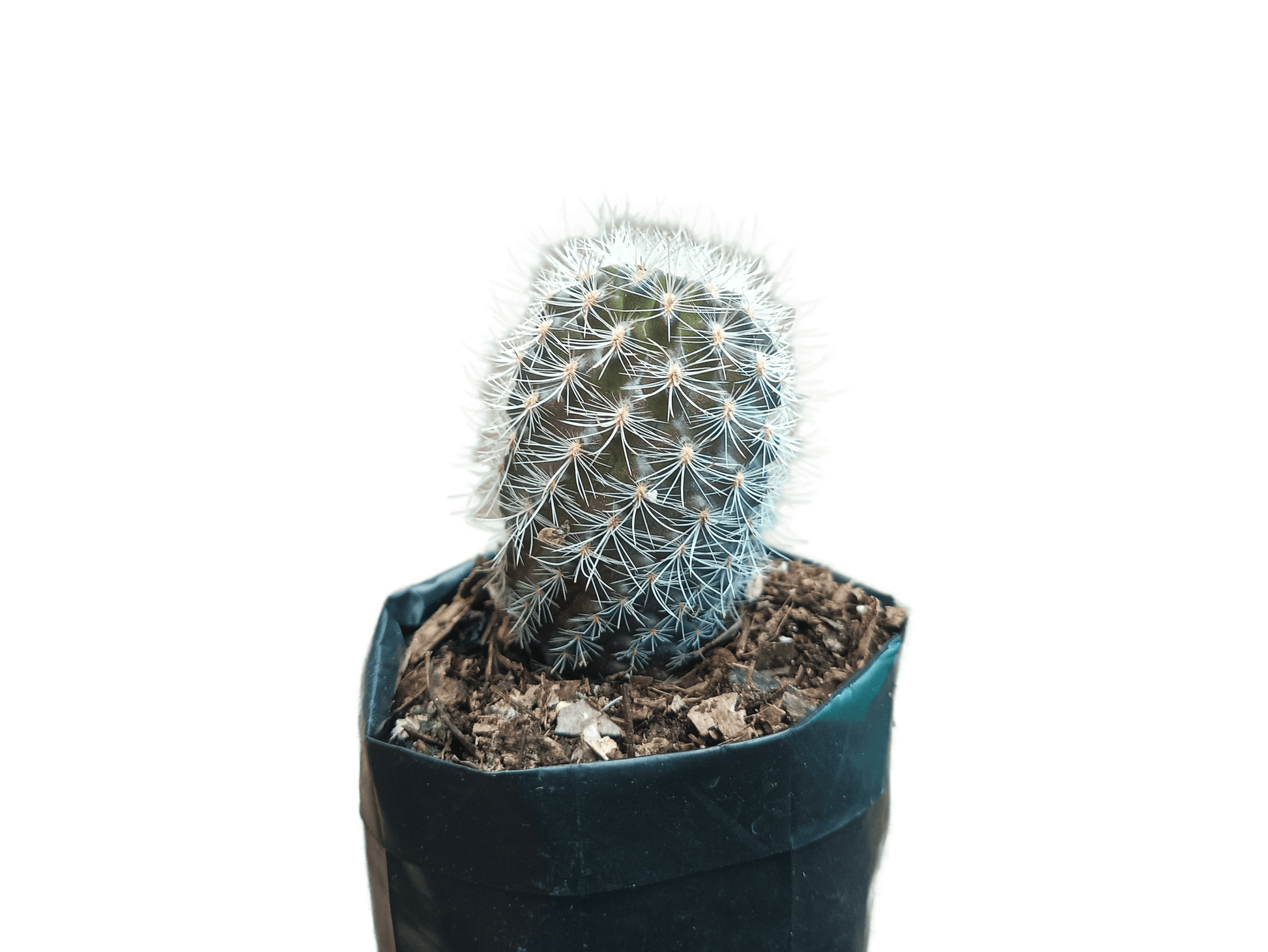 Neoporteria Senilis Cactus: Rare Cactus for Unique Spaces - My Store