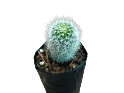Neoporteria Senilis Cactus: Rare Cactus for Unique Spaces - My Store