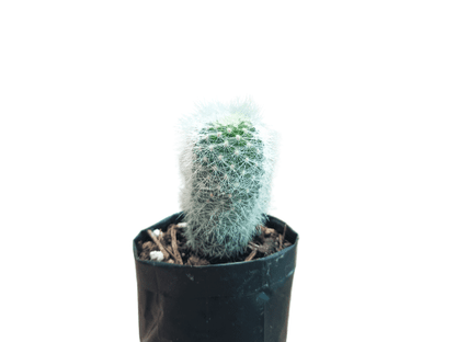 Neoporteria Senilis Cactus: Rare Cactus for Unique Spaces - My Store