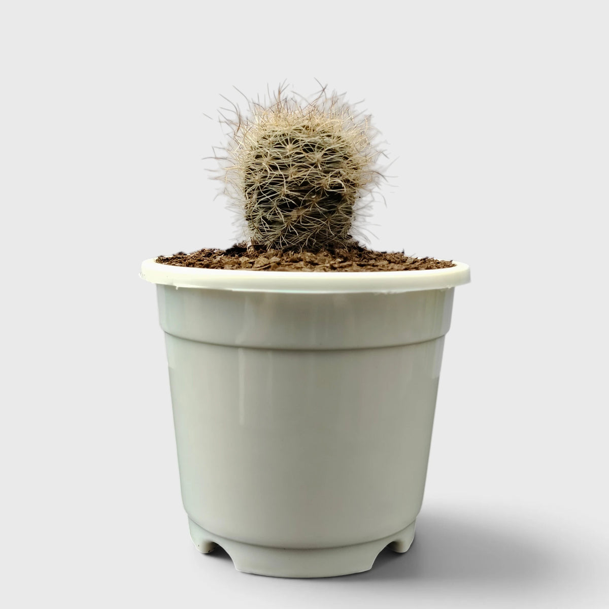 Neoporteria Senilis Cactus – Rare Cactus for Unique Spaces