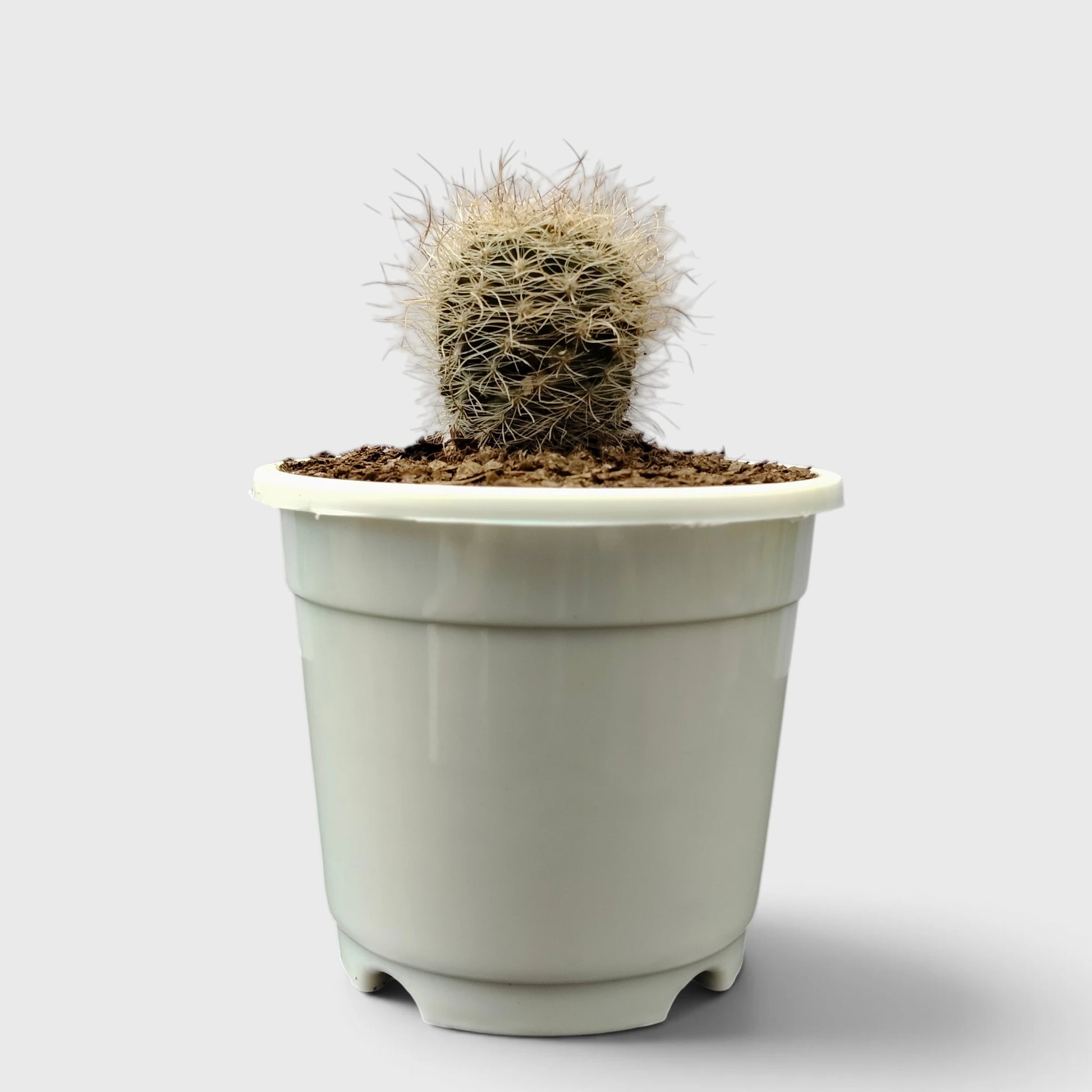 Neoporteria Senilis Cactus – Rare Cactus for Unique Spaces