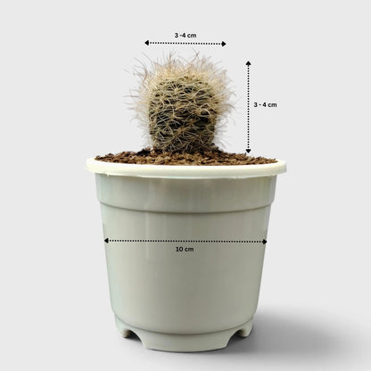 Neoporteria Senilis Cactus – Rare Cactus for Unique Spaces