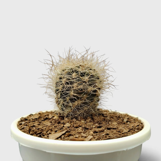 Neoporteria Senilis Cactus – Rare Cactus for Unique Spaces