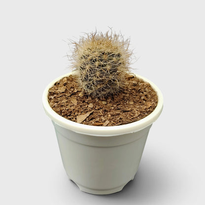 Neoporteria Senilis Cactus – Rare Cactus for Unique Spaces