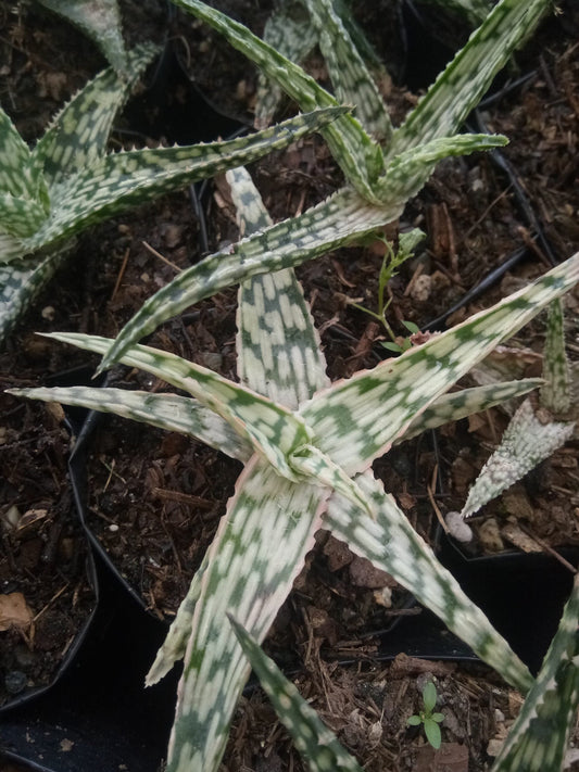 New Hybrid Aloe Variety: Buy now at Frek - My Store