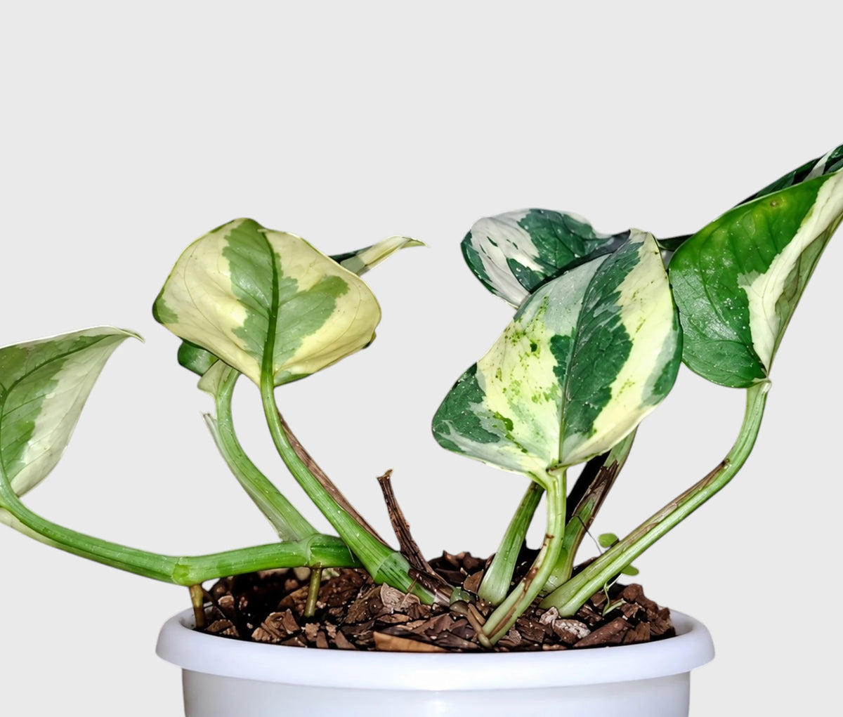 White Money Plant N'Joy Pothos – Variegated Vastu Houseplant