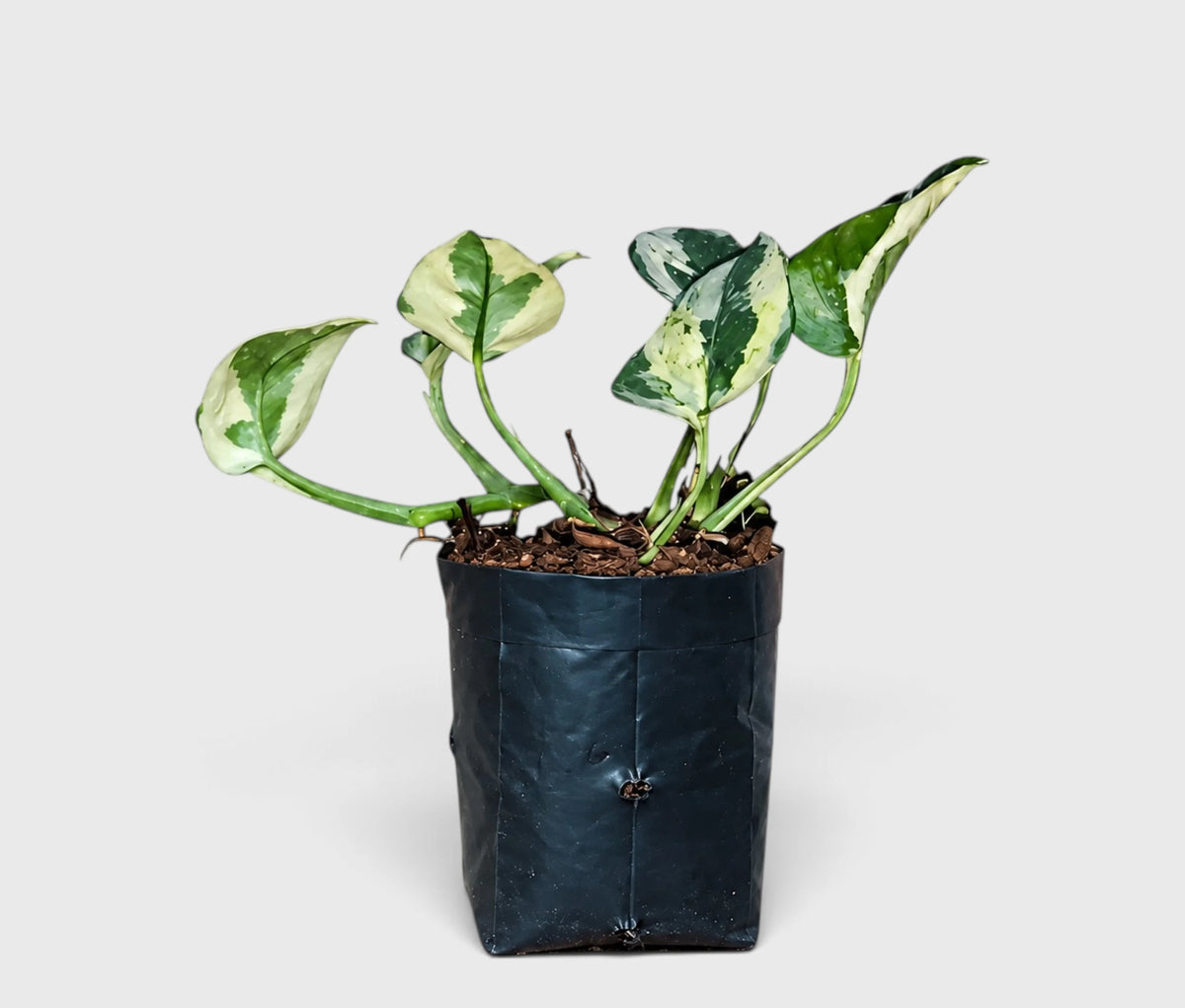 N'Joy Pothos in black grower's bag