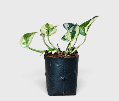N'Joy Pothos in black grower's bag