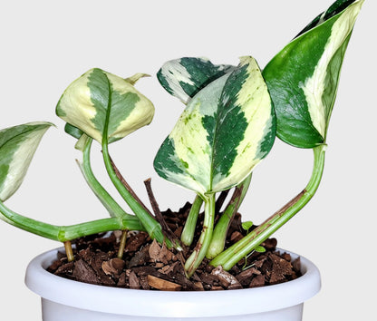 White Money Plant N'Joy Pothos – Variegated Vastu Houseplant