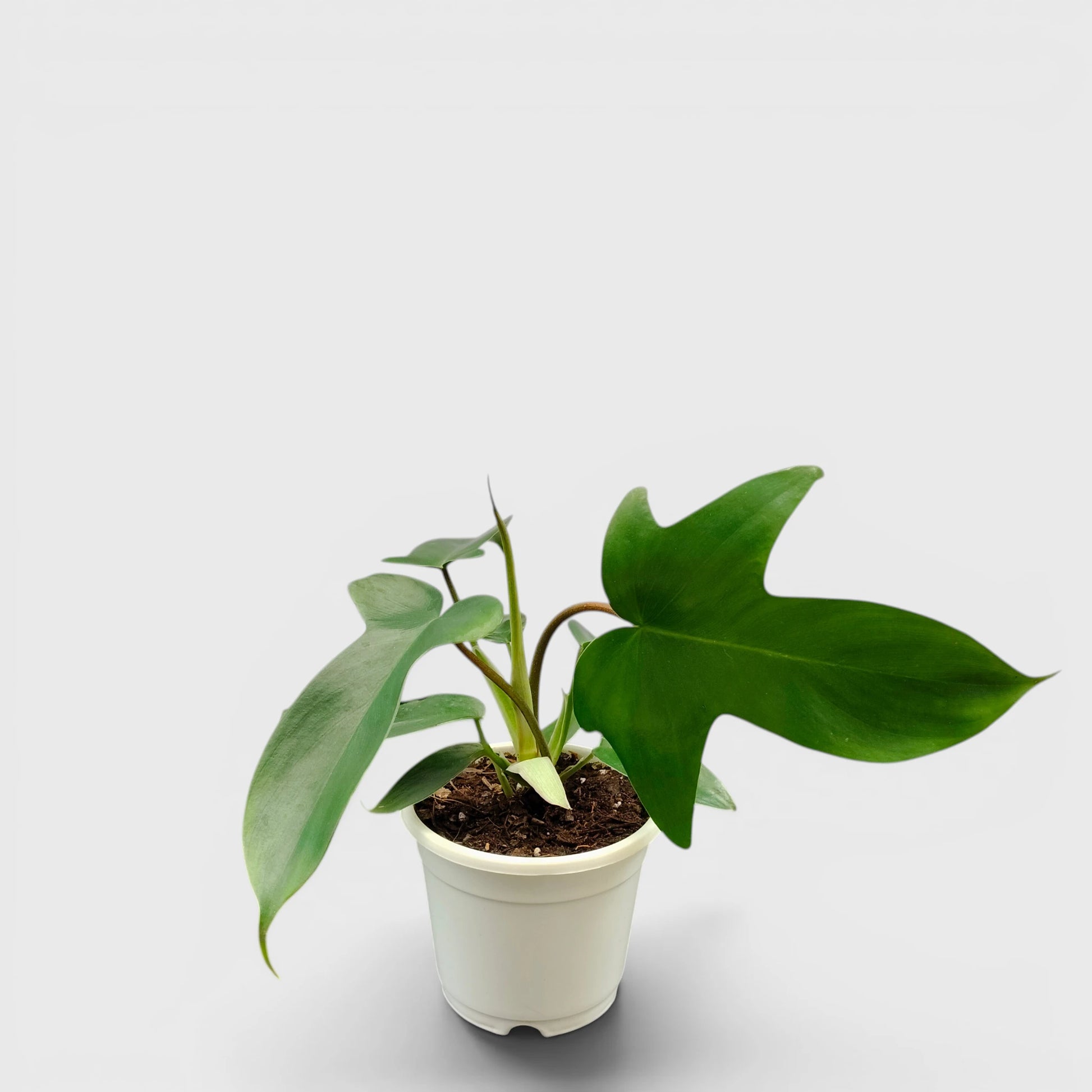 Philodendron Florida Beauty Non-Variegated – Premium Green Collector Philodendron