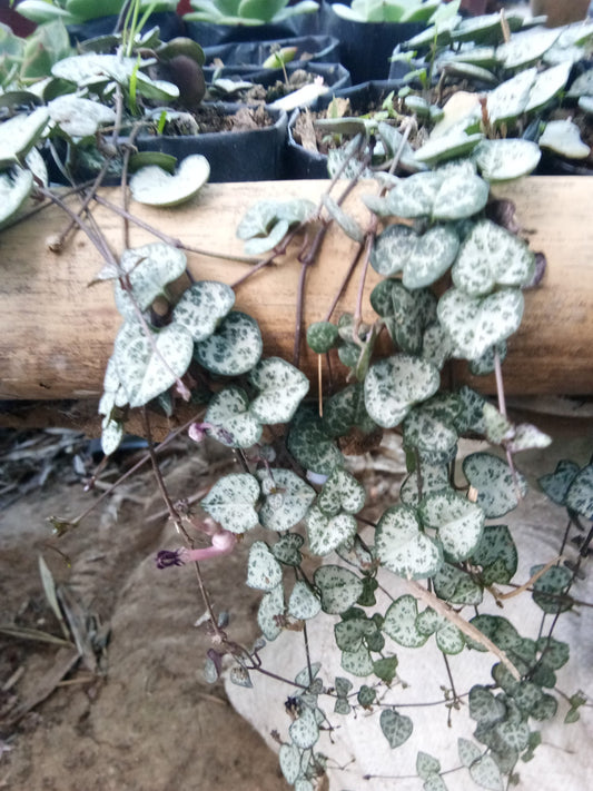 Non - Variegated String of Hearts: Whimsical Trailing Succulent for Home and Office - My Store