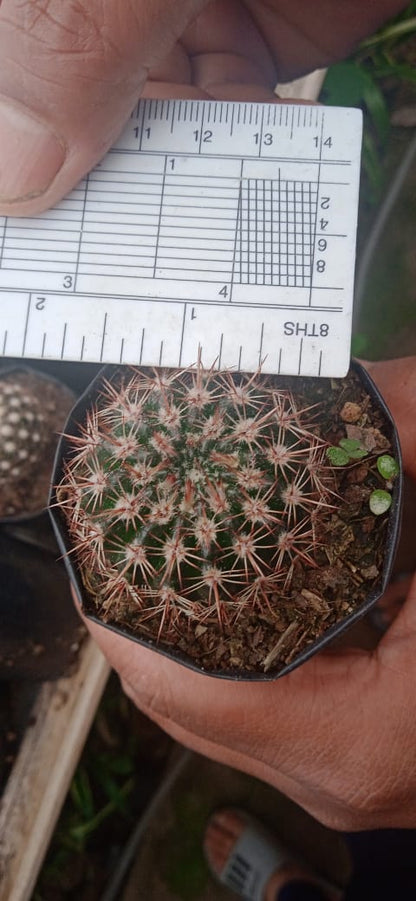 Noto Brown Spine Cactus - Unique Low - Maintenance Plant for Home & Garden - My Store