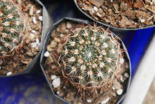 Noto Brown Spine Cactus - Unique Low - Maintenance Plant for Home & Garden - My Store