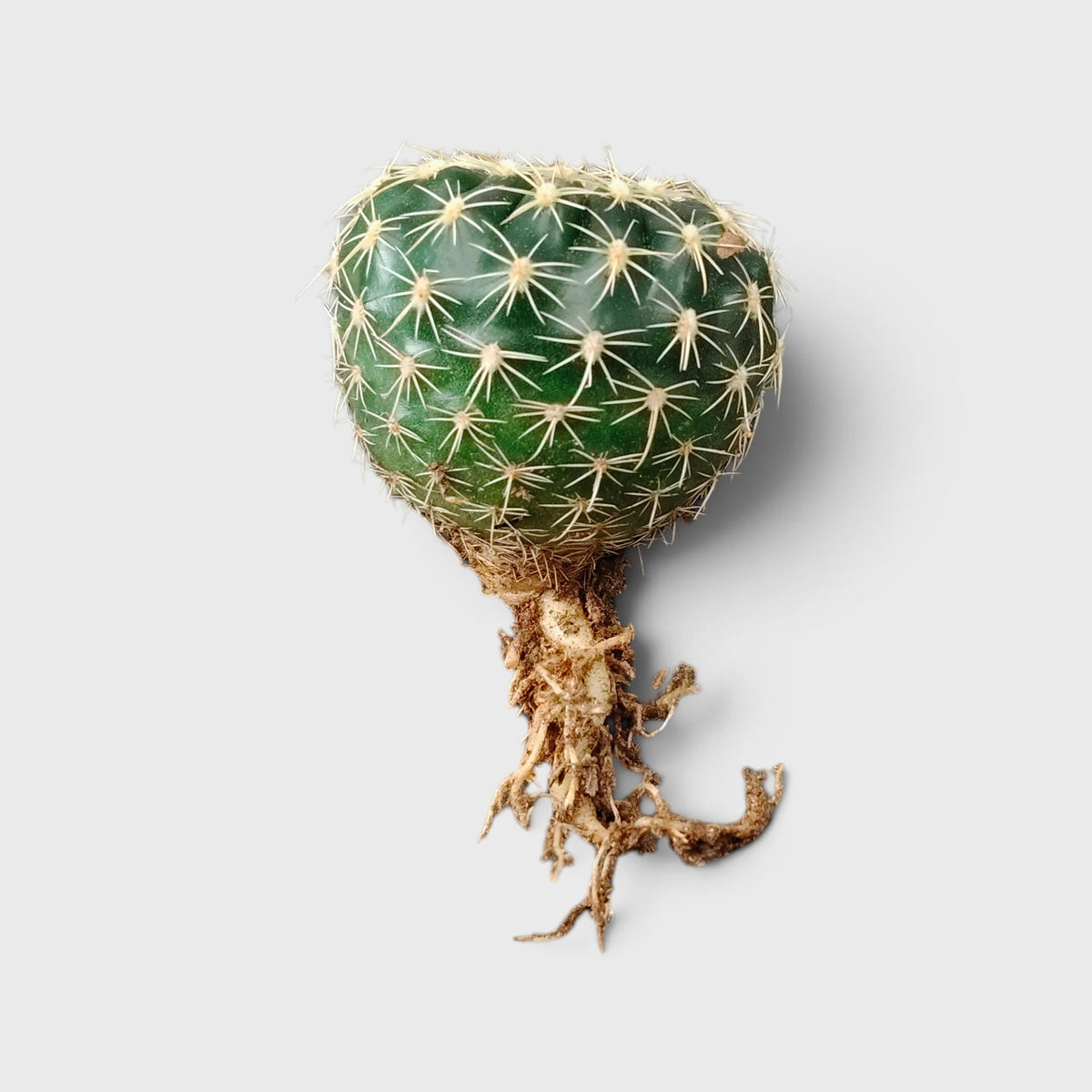 Noto Cactus Hybrid – Striking Succulent for Homes and Gardens