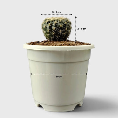 Noto Cactus Hybrid – Striking Succulent for Homes and Gardens