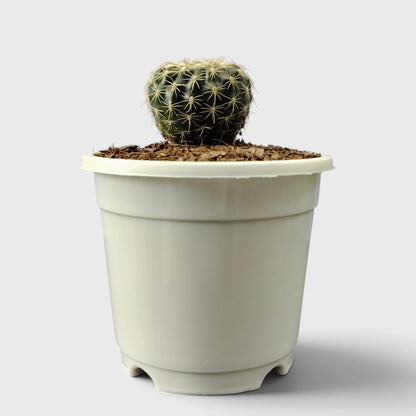 Noto Cactus Hybrid – Striking Succulent for Homes and Gardens
