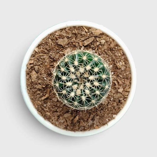 Noto Cactus Hybrid – Striking Succulent for Homes and Gardens