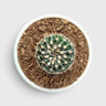 Noto Cactus Hybrid – Striking Succulent for Homes and Gardens