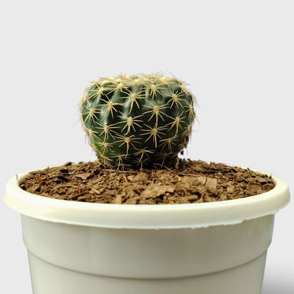 Noto Cactus Hybrid – Striking Succulent for Homes and Gardens