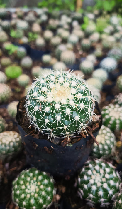 Noto Cactus Hybrid – Striking Succulent for Homes and Gardens - My Store