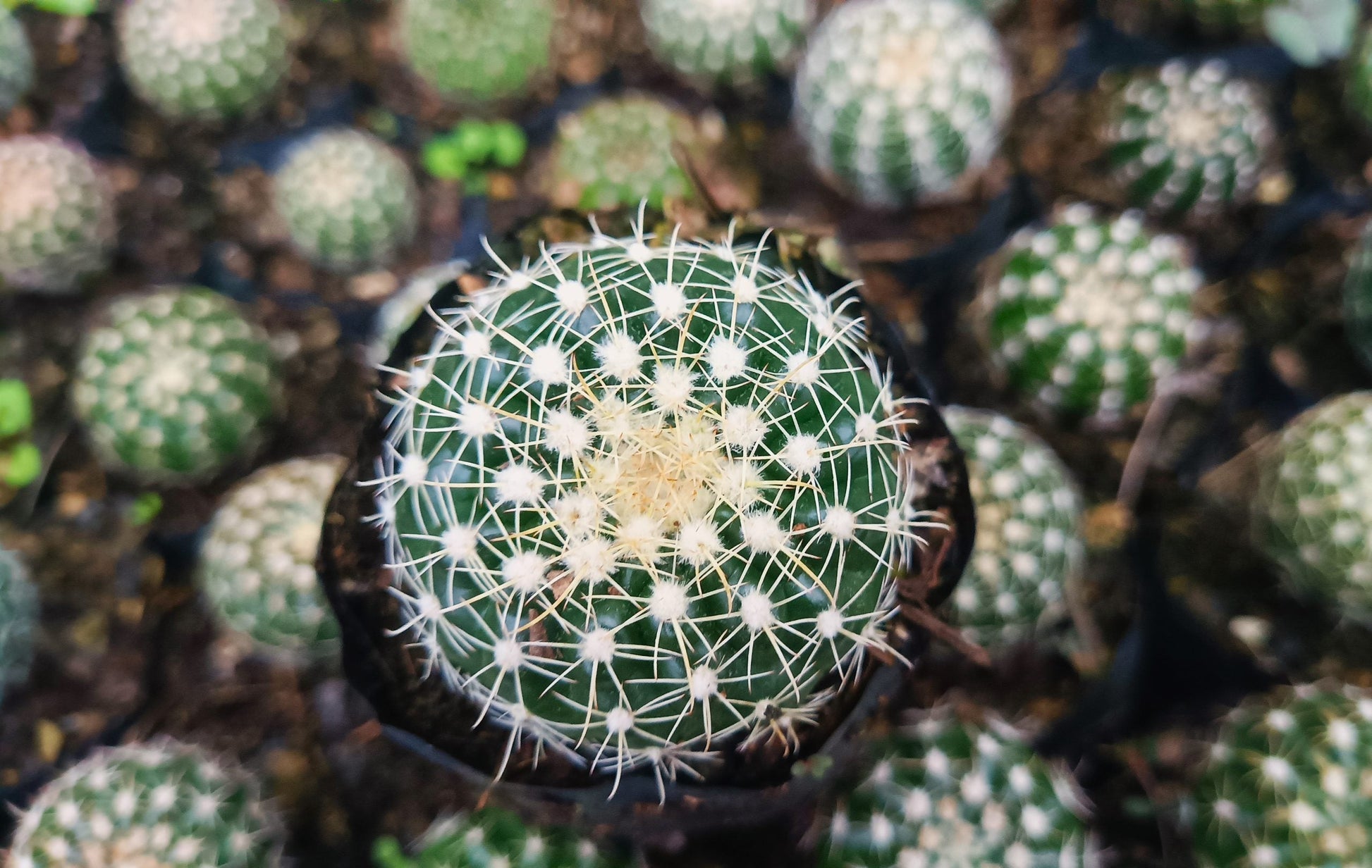 Noto Cactus Hybrid – Striking Succulent for Homes and Gardens - My Store