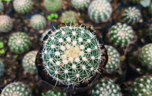 Noto Cactus Hybrid – Striking Succulent for Homes and Gardens - My Store