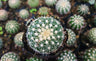 Noto Cactus Bare-Rooted Hybrid – Striking Succulent for Homes and Gardens