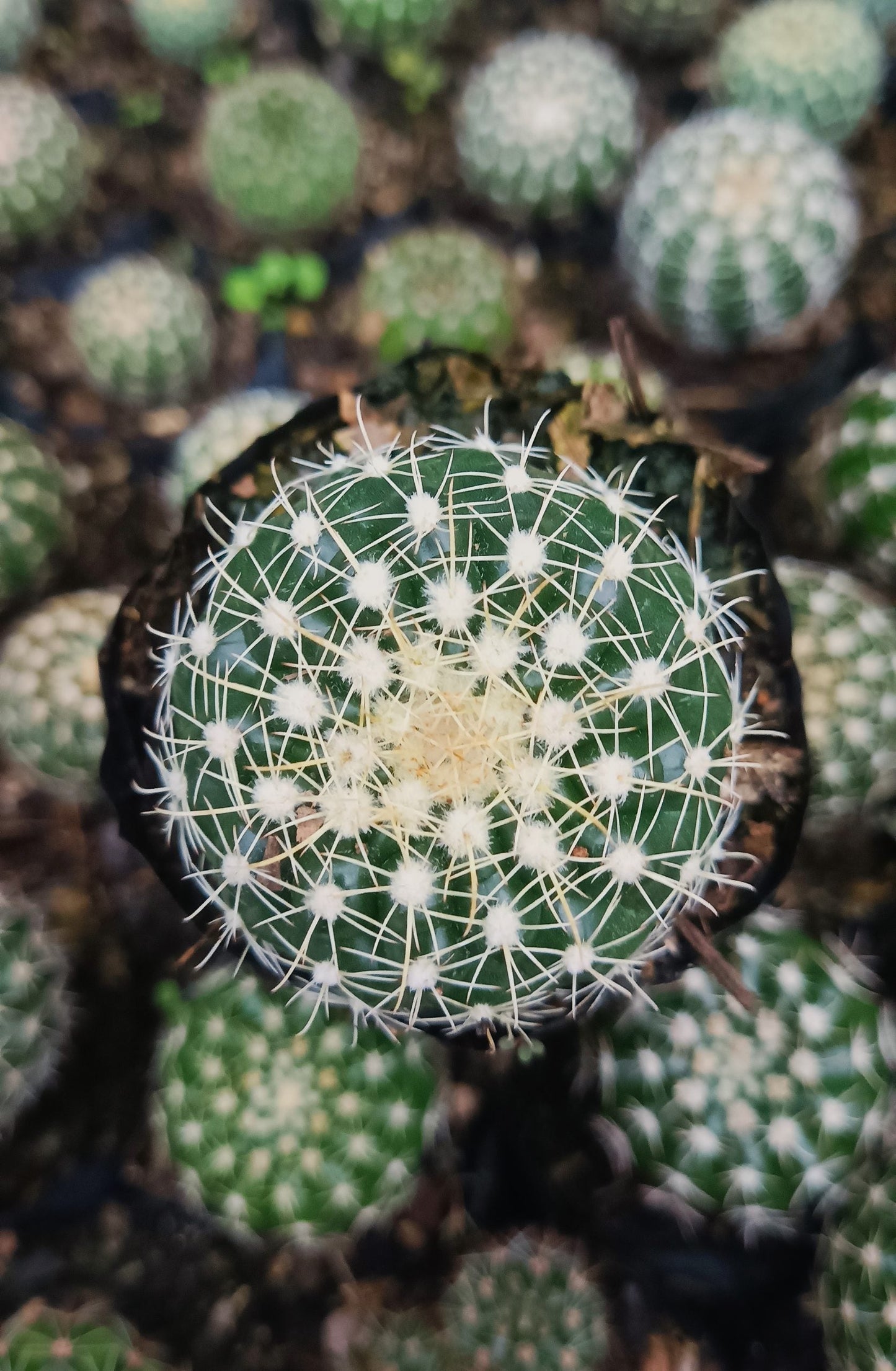 Noto Cactus Hybrid – Striking Succulent for Homes and Gardens - My Store