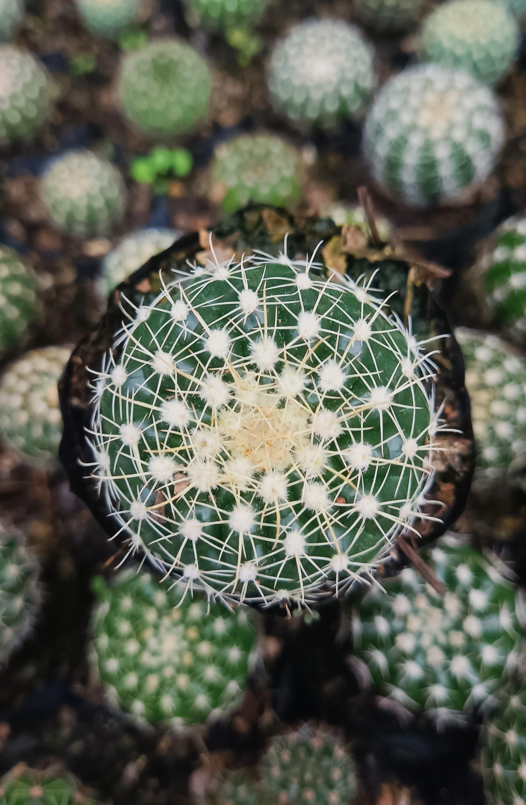 Noto Cactus Hybrid – Striking Succulent for Homes and Gardens - My Store
