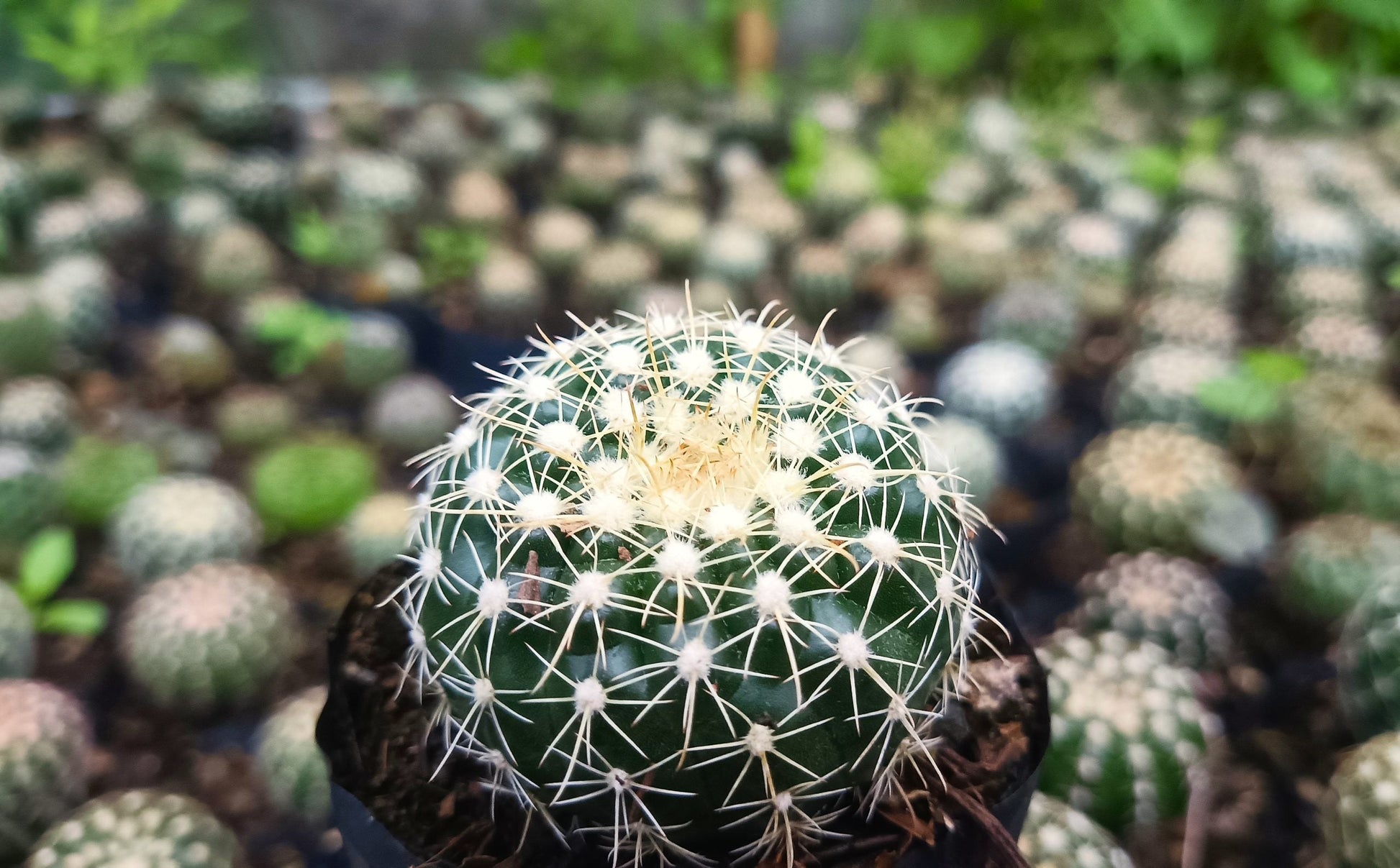 Noto Cactus Hybrid – Striking Succulent for Homes and Gardens - My Store