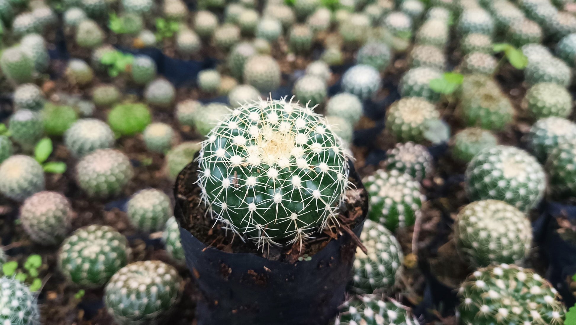 Noto Cactus Hybrid – Striking Succulent for Homes and Gardens - My Store