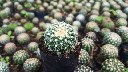 Noto Cactus Hybrid – Striking Succulent for Homes and Gardens - My Store
