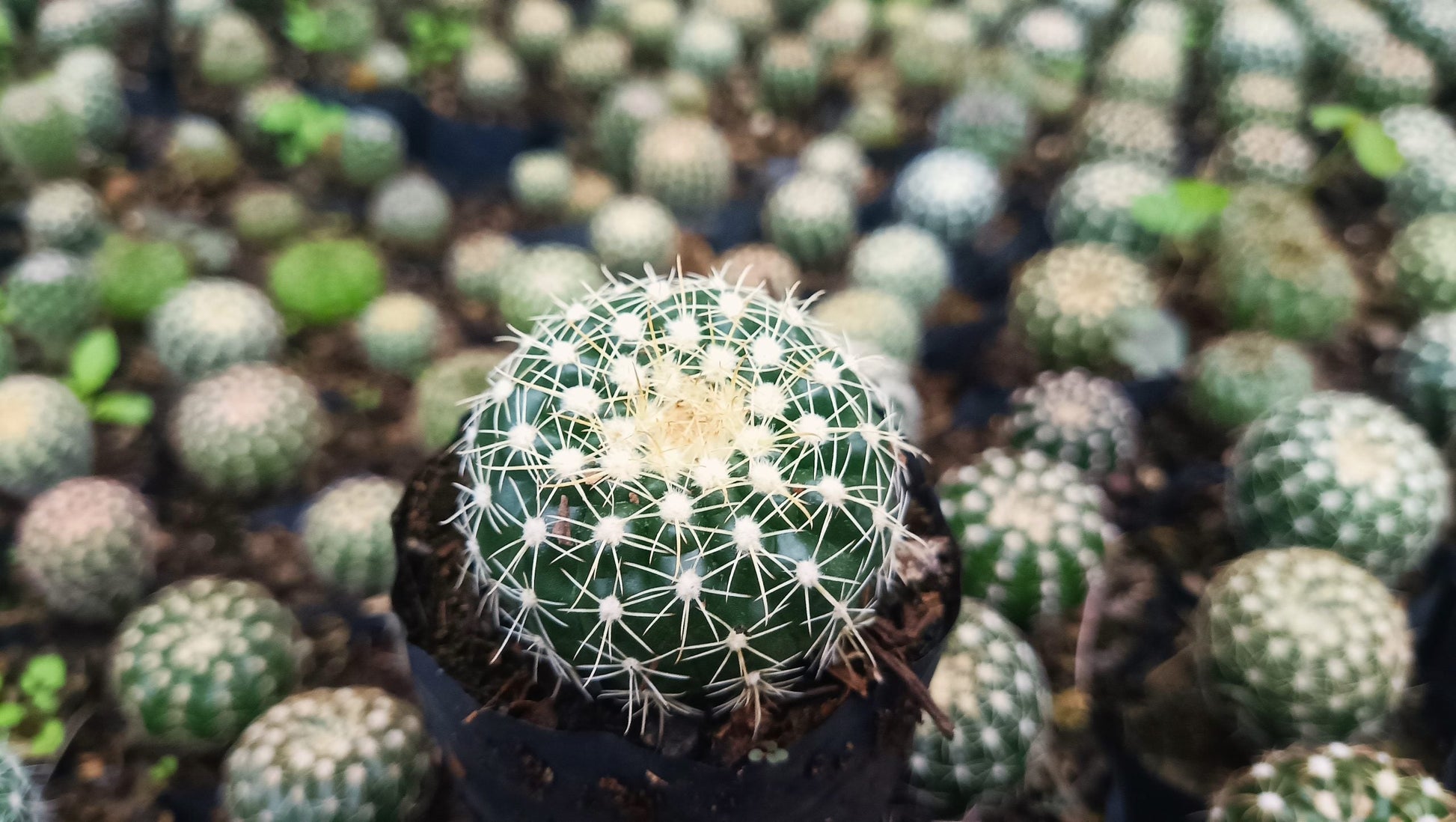 Noto Cactus Hybrid – Striking Succulent for Homes and Gardens - My Store