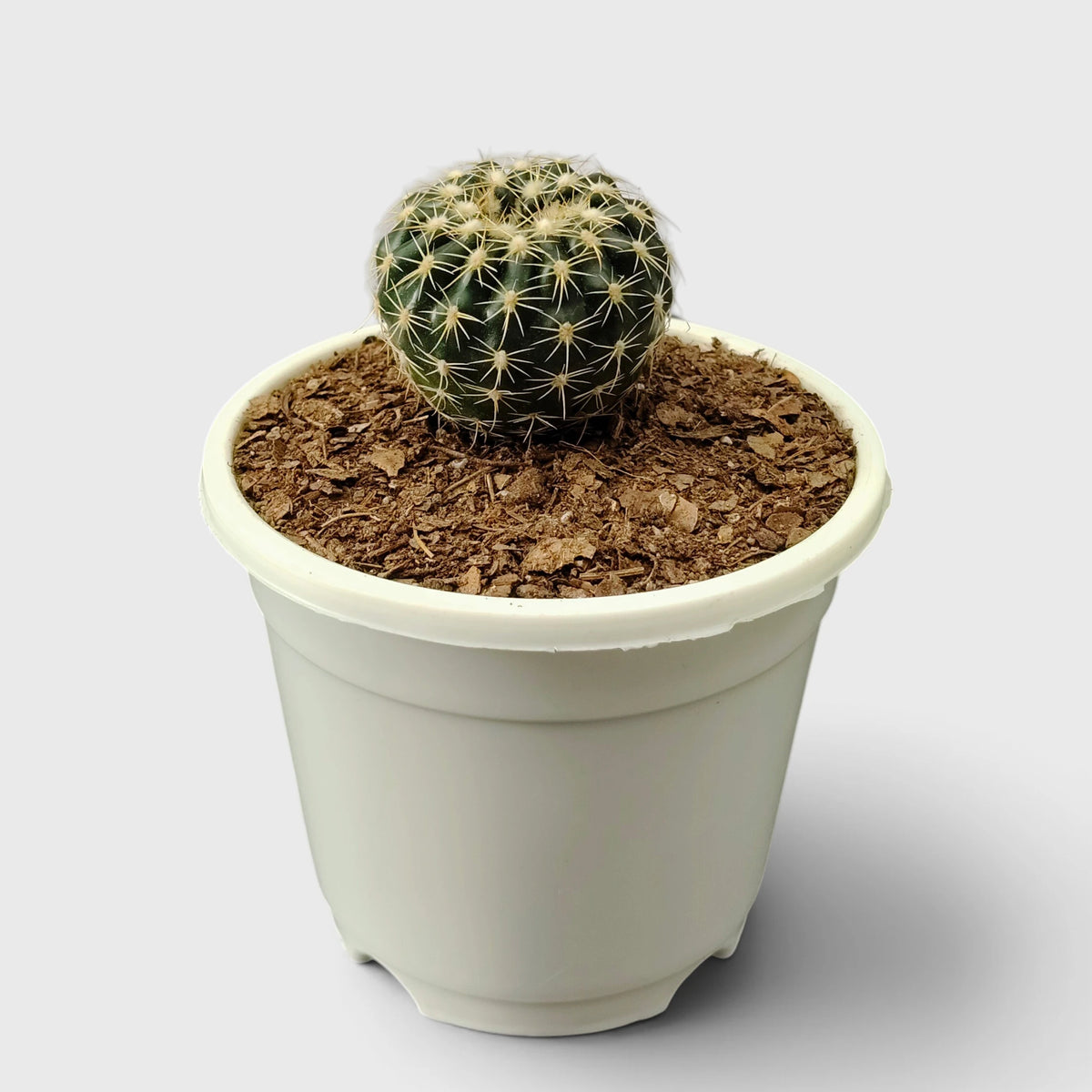 Noto Cactus Hybrid – Striking Succulent for Homes and Gardens