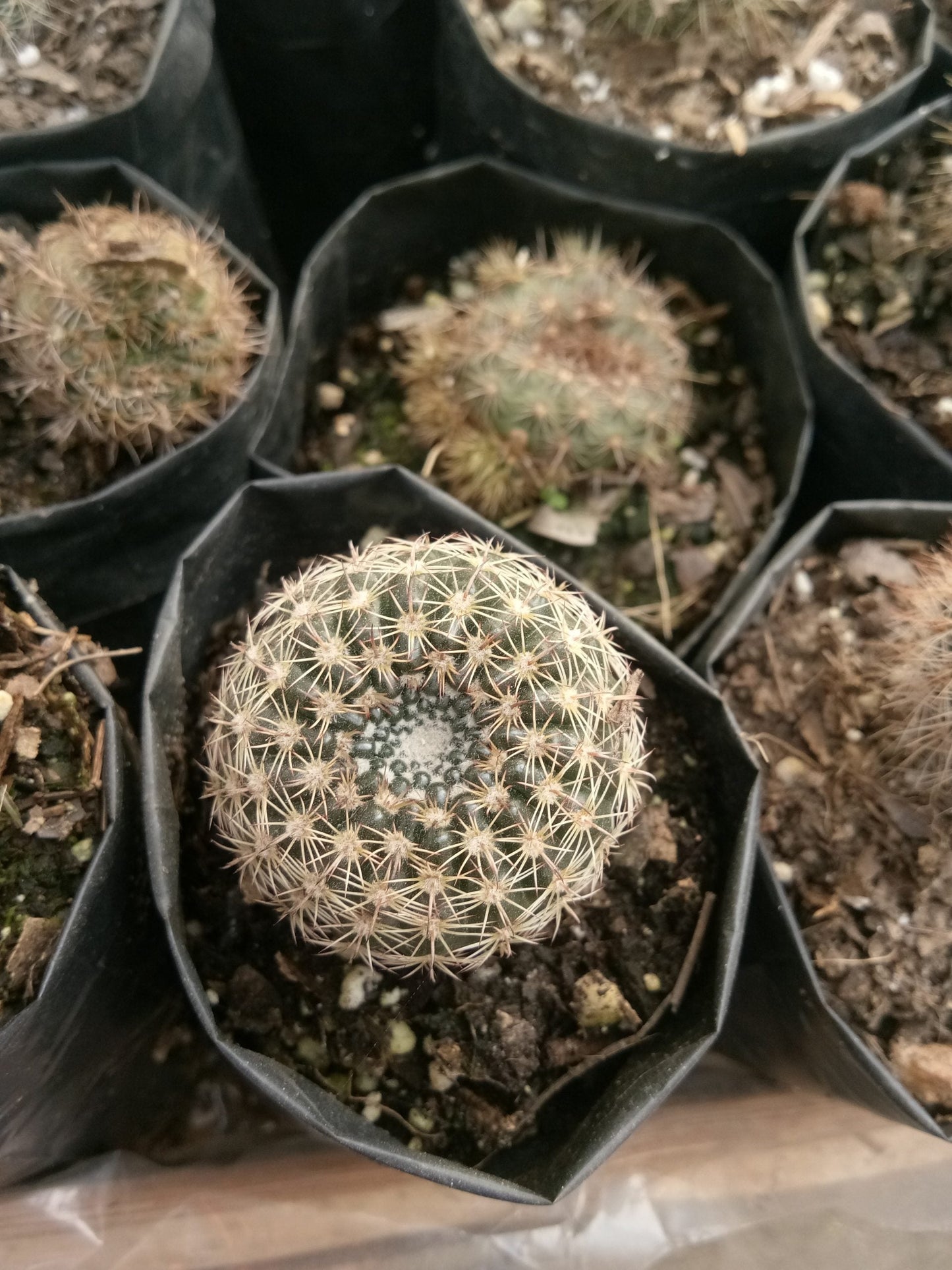 Noto Elegance Cactus Plant - Elegant and Low - Maintenance Succulent for Office, Home, and Garden Decor - My Store