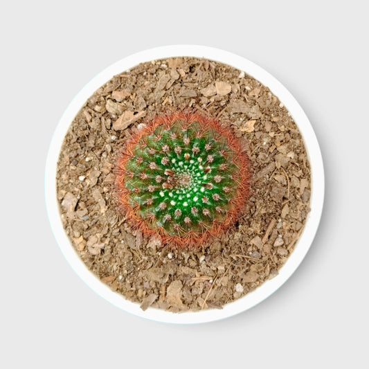 Noto Rubra Cactus - Vibrant Red Spined Beauty for Any Space