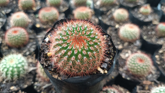 Noto Rubra Cactus - Vibrant Red Spined Beauty for Any Space - My Store
