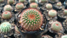 Noto Rubra Cactus - Vibrant Red Spined Beauty for Any Space – Bare-Rooted