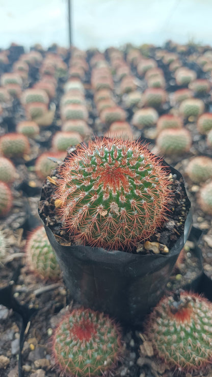 Noto Rubra Cactus - Vibrant Red Spined Beauty for Any Space - My Store
