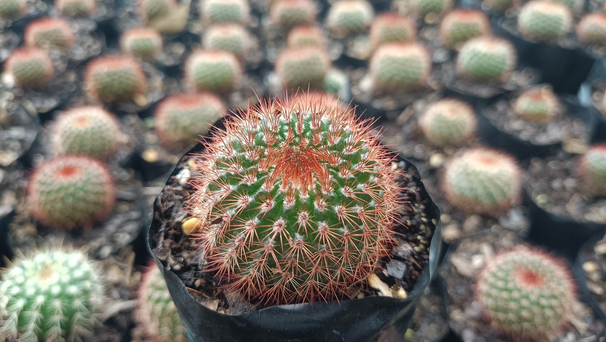 Noto Rubra Cactus - Vibrant Red Spined Beauty for Any Space - My Store