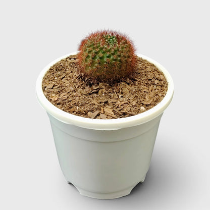 Noto Rubra Cactus - Vibrant Red Spined Beauty for Any Space
