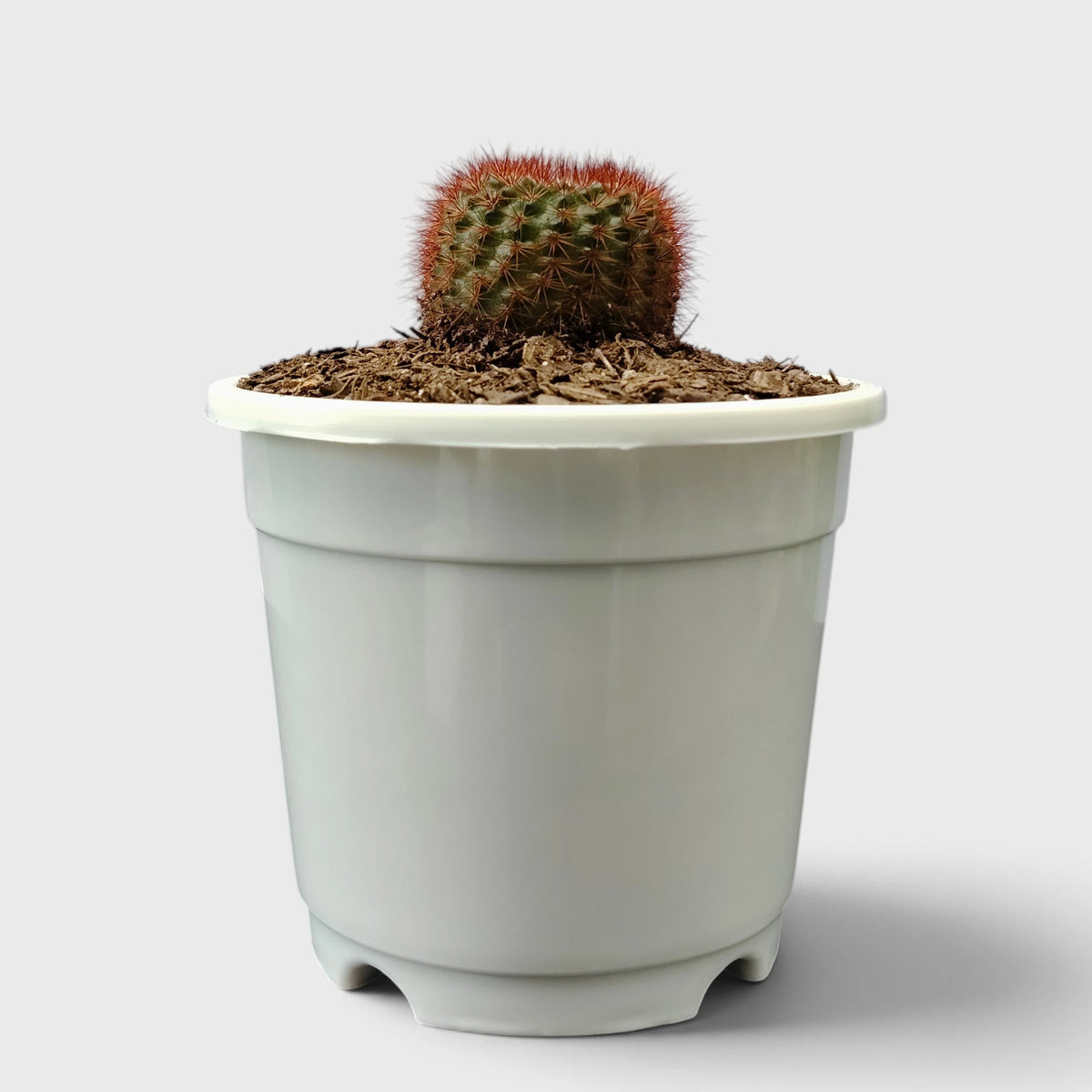Noto Rubra Cactus - Vibrant Red Spined Beauty for Any Space