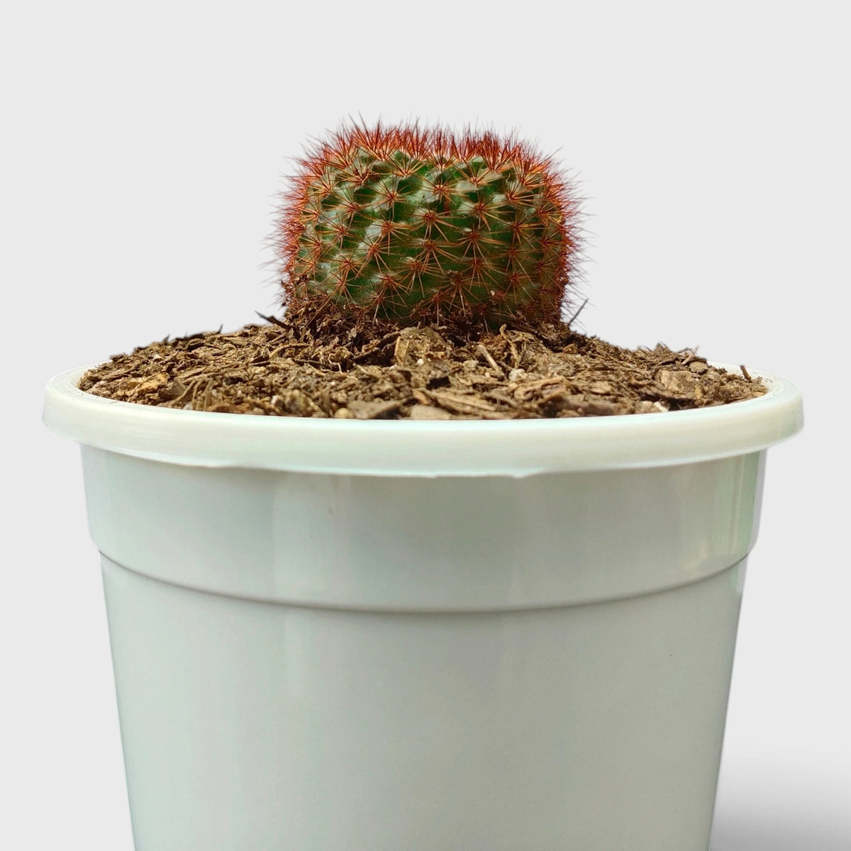 Noto Rubra Cactus - Vibrant Red Spined Beauty for Any Space