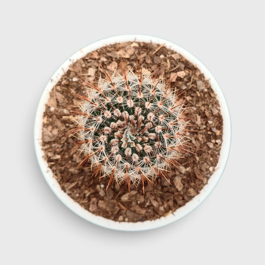 Notocactus Schlosseri (Parodia Erubescens): Versatile Beauty for Any Space